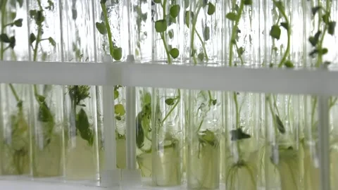 Laboratory of microclonal reproduction. "In vitro"  micro-breeding technology Stock-Footage 109590121