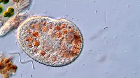 Laboratory Microscope Capture of Freshwater Protozoan Ciliates (400x) Video stock 318946164