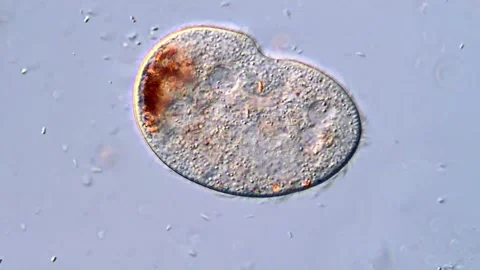 Laboratory Microscopy Recording of Active Protozoa Ciliates (400x) Stock Footage 318946800