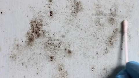 Laboratory Mold Sampling Analysis and Bacteria Testing Stock Footage 86201533