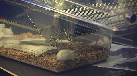 Laboratory mouse in the cell Video stock 53069872