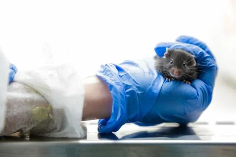 Laboratory mouse with eye disease Foto stock