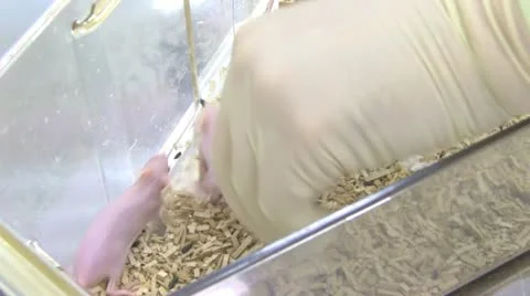 Laboratory mouse Видео 11431407