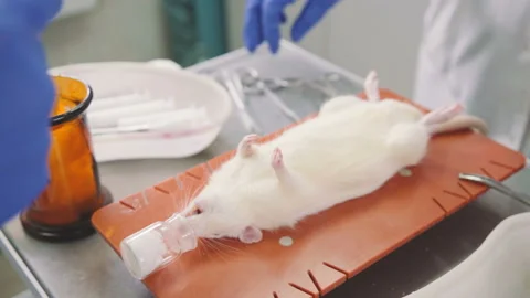Laboratory mouse on the table with the drug for anesthesia. Stock-Footage 85921285