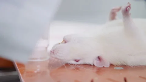 Laboratory mouse under anesthesia on a laboratory table. Vídeo Stock 85921414