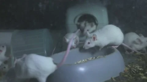 Laboratory Mouse white mouse Video stock 58160270