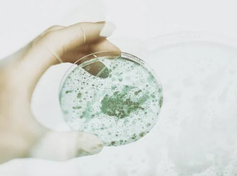 Laboratory Petri Dish Stock Photos
