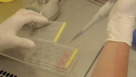 Laboratory pipetting of specimens into tube sampler, research on bacteria Stock Footage 99292980