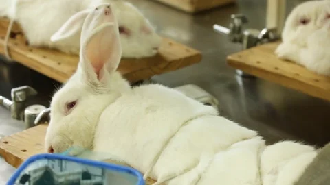 Laboratory rabbits getting ready for experiment Video stock 110728494