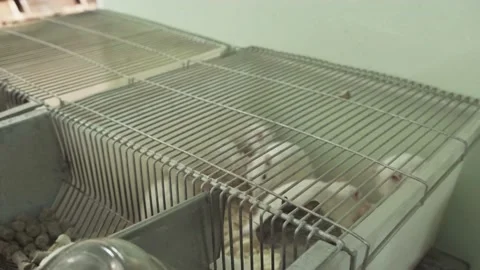 Laboratory Rats in the Plastic Cage Stock Footage 144540148