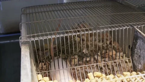 Laboratory Rats in the Plastic Cage Stock Footage 218018740