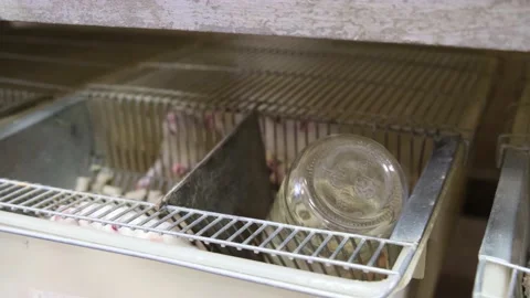 Laboratory Rats in the Plastic Cage Stock Footage 222554860