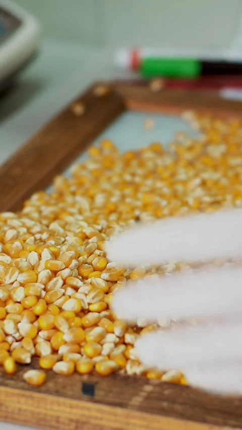 Laboratory research of corn seeds. samples of different species, varieties of Stock Footage 318593099