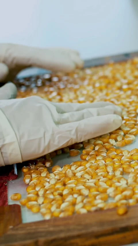 Laboratory research of corn seeds. samples of different species, varieties of Stock-Footage 318684025