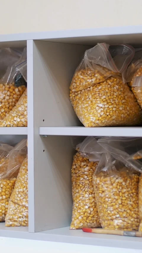 Laboratory research of corn seeds. samples of different species, varieties of Stock Footage 318726758