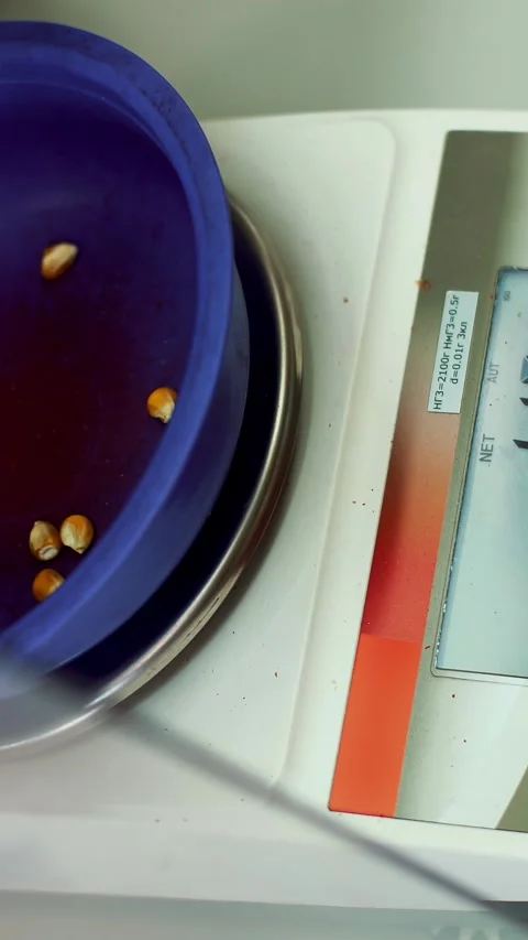 Laboratory research of corn seeds. samples of different species, varieties of Stock Footage 319781154