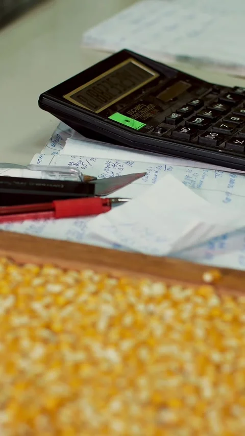 Laboratory research of corn seeds. samples of different species, varieties of Stock Footage 320611576
