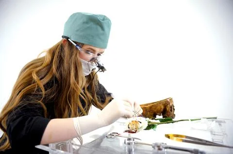 Laboratory research study of structure of living organism dissect rose cut sew Stock Photos