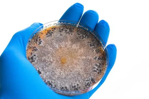 Laboratory sample in doctor's hand 스톡 사진