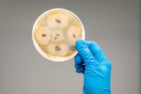 Laboratory sample in the hands of the doctor 스톡 사진