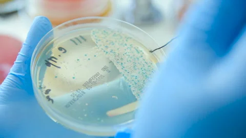 A laboratory scientist with a dispenser in his hands conducts experience or Stock Footage 99951388