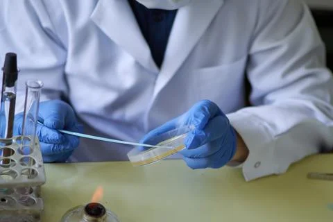 The laboratory scientist makes bacteriological inoculation in a petri dish Stock-Fotos