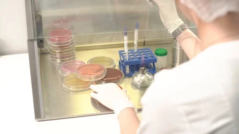 Laboratory scientists performing microbiology testing in laminar air flow Stock Footage 108547025