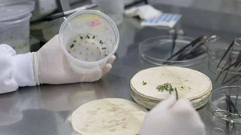 Laboratory  seedlings Stock Footage 153550303