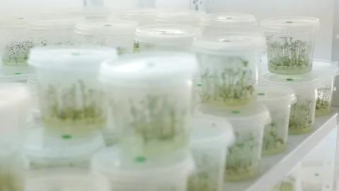 Laboratory  seedlings potato Stock Footage 153550278