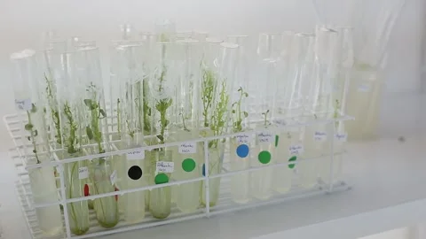 Laboratory  seedlings potato Video stock 153550320
