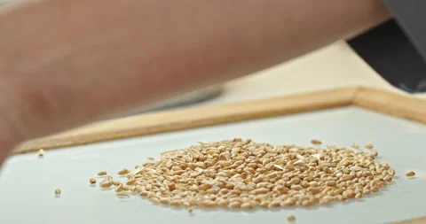 Laboratory Selection and Analysis of Wheat Grains Stock Footage 265076524