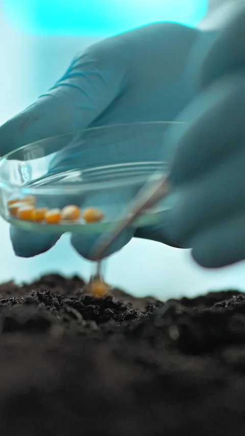 In laboratory specialist plants genetically modified corn grains into prepar Stock Footage 338200769