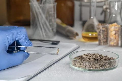 Laboratory studies of animal feed. Studies on the analysis of agricultural .. Stockfoto's
