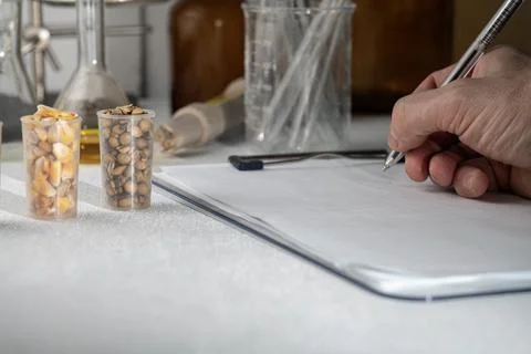 Laboratory studies of corn and soybean seeds. Research on the analysis of a.. Stock Photos
