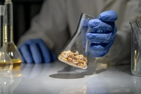 Laboratory studies of corn seeds. Studies on the analysis of agricultural g.. Stock Photos
