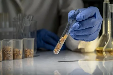 Laboratory studies of corn seeds. Studies on the analysis of agricultural g.. Stock-Fotos