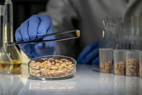 Laboratory studies of corn seeds. Studies on the analysis of agricultural g.. Stockfoto's