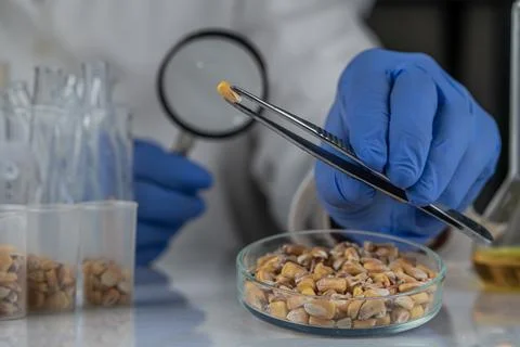 Laboratory studies of corn seeds. Studies on the analysis of agricultural g.. Stockfoto's