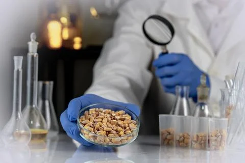 Laboratory studies of corn seeds. Studies on the analysis of agricultural gra Stockfoto's