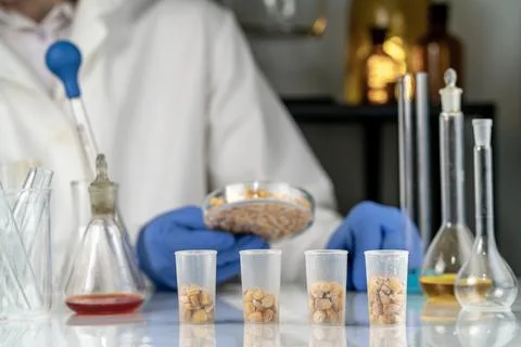 Laboratory studies of corn seeds. Studies on the analysis of agricultural g.. Stockfoto's