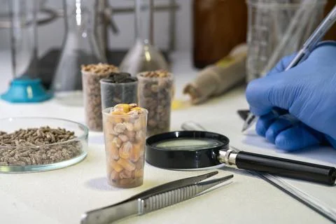 Laboratory studies of corn seeds. Studies on the analysis of agricultural g.. Stockfoto's