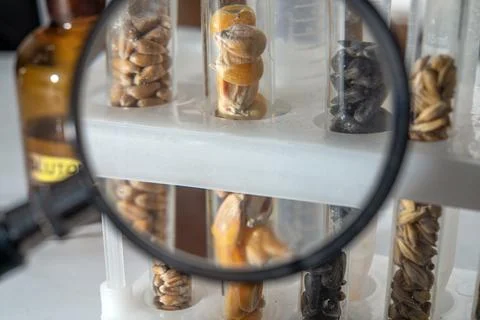 Laboratory studies of corn seeds. Studies on the analysis of agricultural g.. Stockfoto's