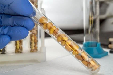 Laboratory studies of corn seeds. Studies on the analysis of agricultural g.. Fotos de archivo
