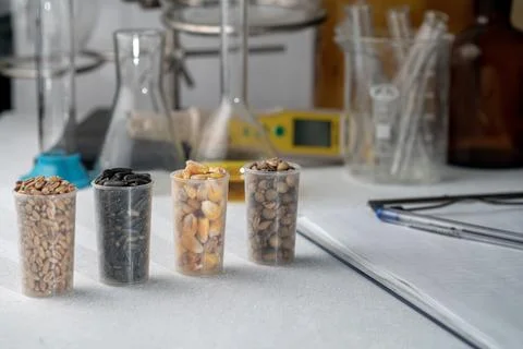 Laboratory studies of seeds. Studies on the analysis of agricultural grains.. Stockfoto's