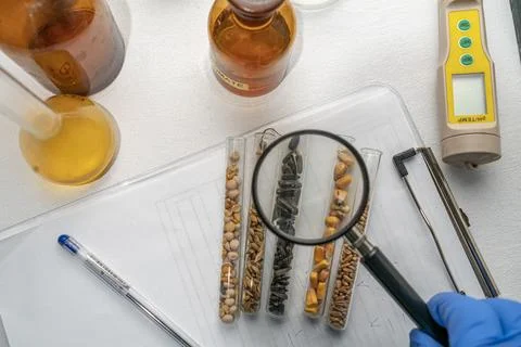 Laboratory studies of seeds. Studies on the analysis of agricultural grains.. Stockfoto's