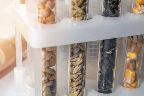 Laboratory studies of seeds. Studies on the analysis of agricultural grains.. Stock Photos