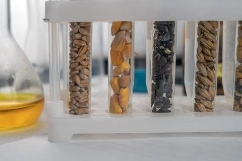 Laboratory studies of seeds. Studies on the analysis of agricultural grains a Stock Photos