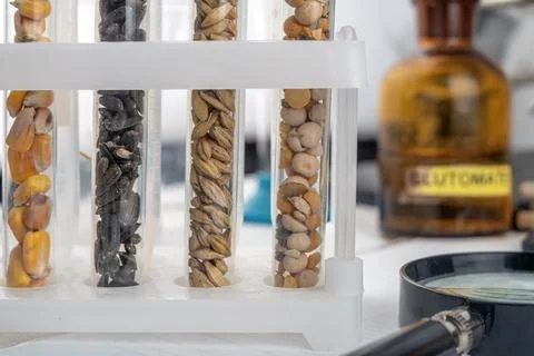 Laboratory studies of seeds. Studies on the analysis of agricultural grains.. Stockfoto's
