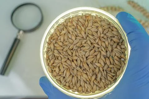 Laboratory studies of seeds. Studies on the analysis of agricultural grains.. Stock Photos
