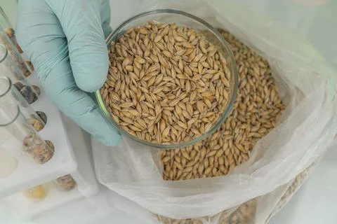 Laboratory studies of seeds. Studies on the analysis of agricultural grains.. Stock Photos